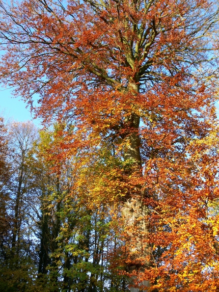 Chant d'automne 2012 (2)